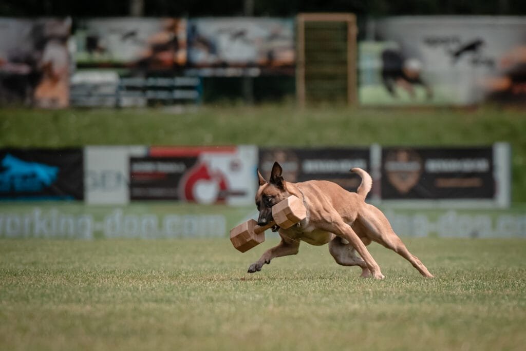 Malinois aportuje koziołek na zawodach