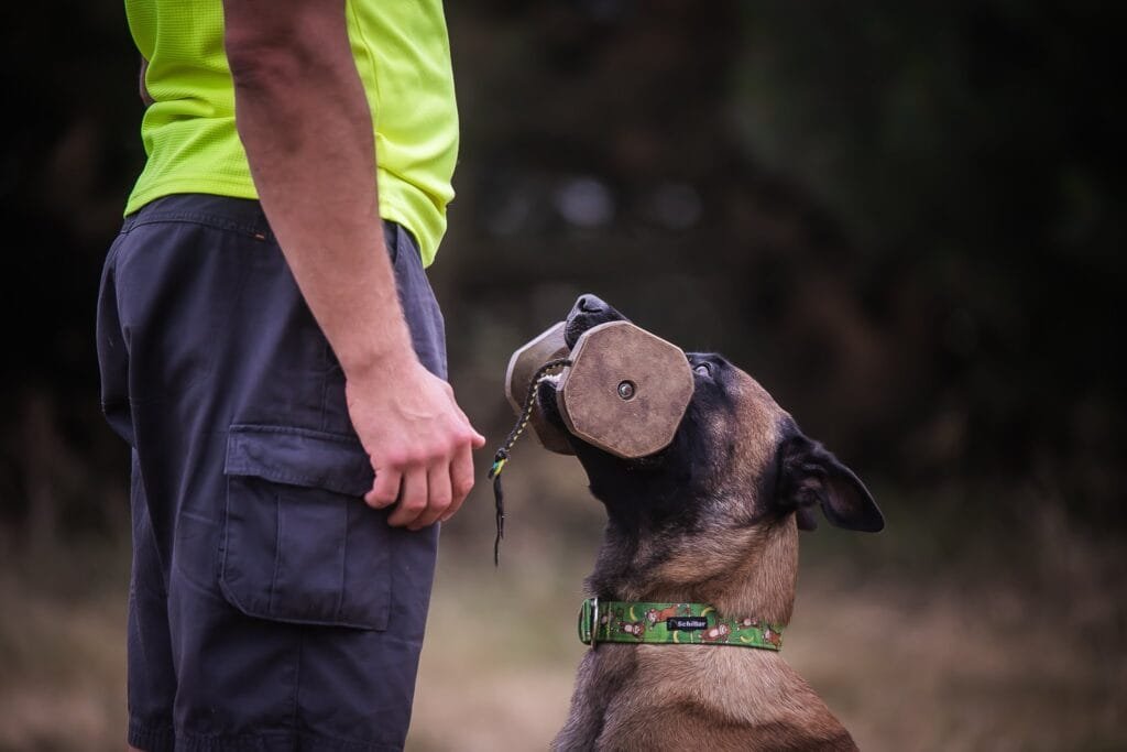 Pies z aportem w zębach patrzący na Patryka