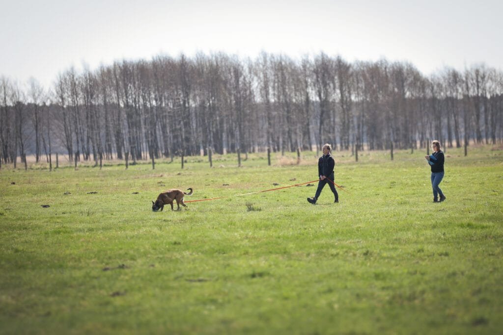 Malinois podążą śladem podczas egzaminu IGP pod czujnym okiem sędzi
