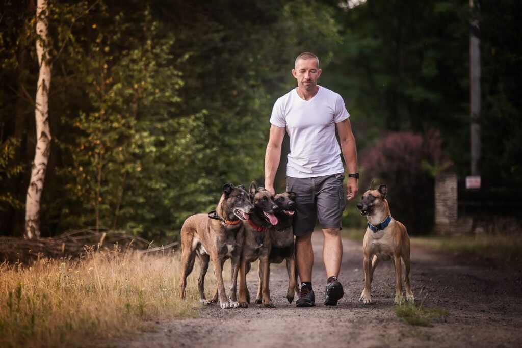 Cztery owczarki belgijskie idą spokojnie przy nodze bez smyczy