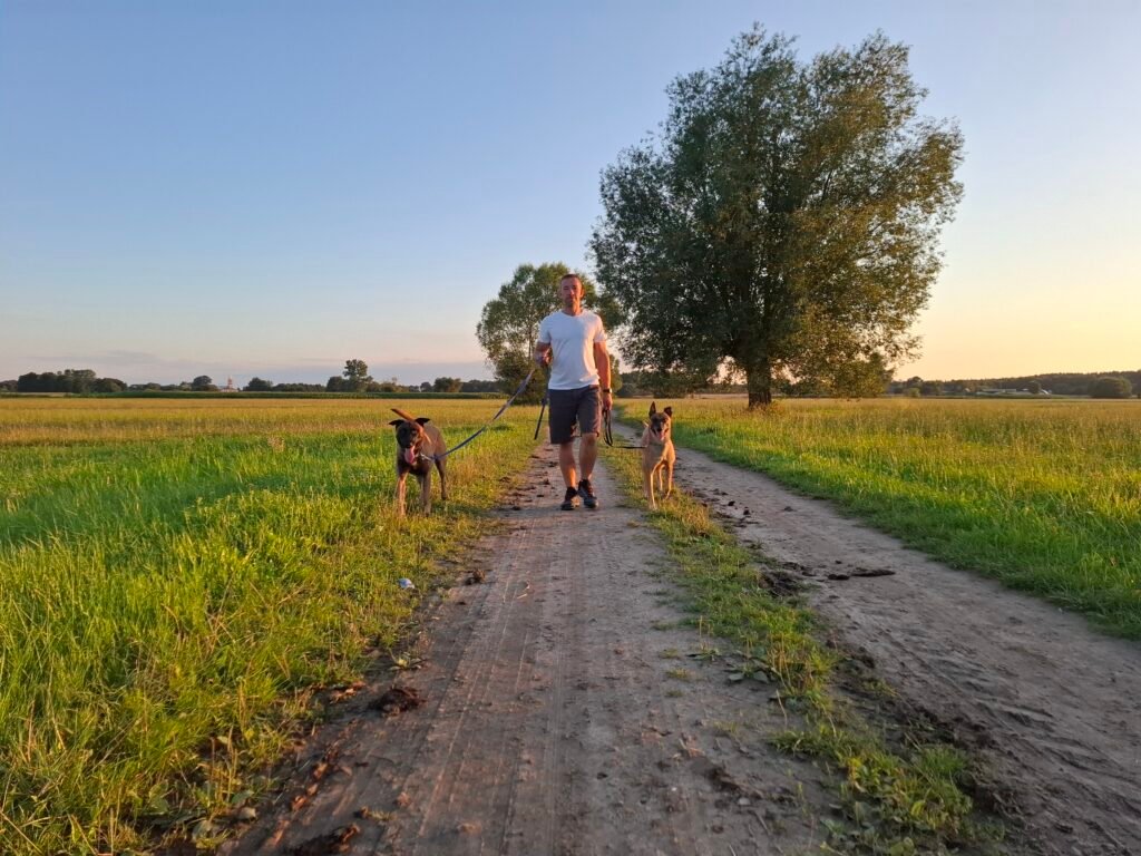Dwa owczarki belgijskie na spacerze na smyczy pośród łąk