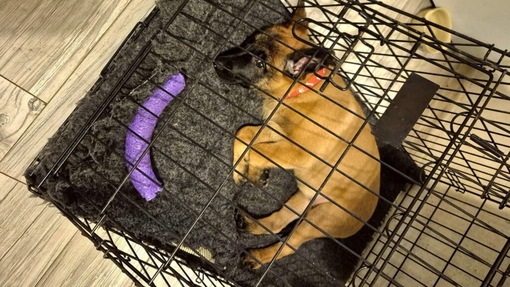 Klatka - szczeniaczek malinois odpoczywa