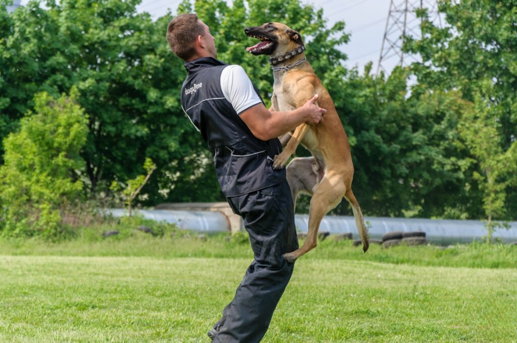 Entuzjastyczny owczarek belgijski malinois skacze na swojego przewodnika