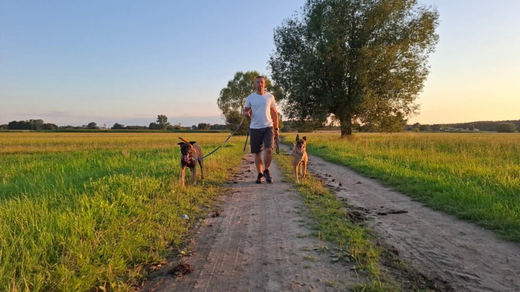 Smycz to nie ograniczenie - dwa owczarki belgijskie malinois na swobodnym spacerze na łące