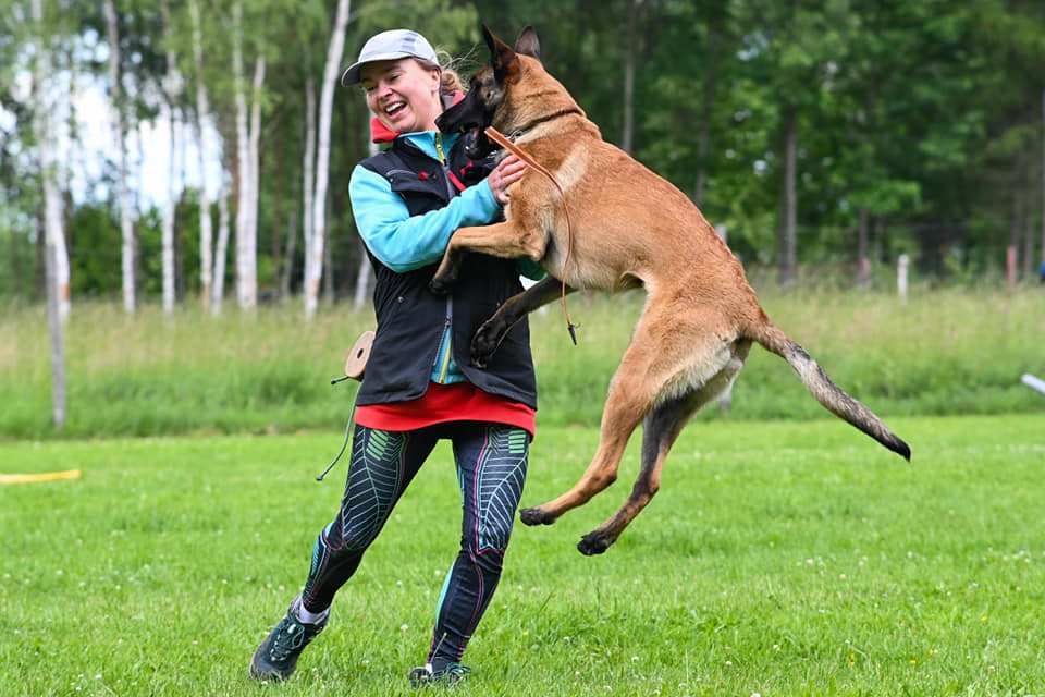 Duży samiec malinois skacze w trenigu posłuszeństwa na swoją przewodniczkę