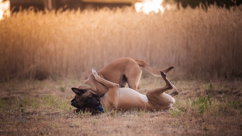 Dwa malinois bawią się ze sobą
