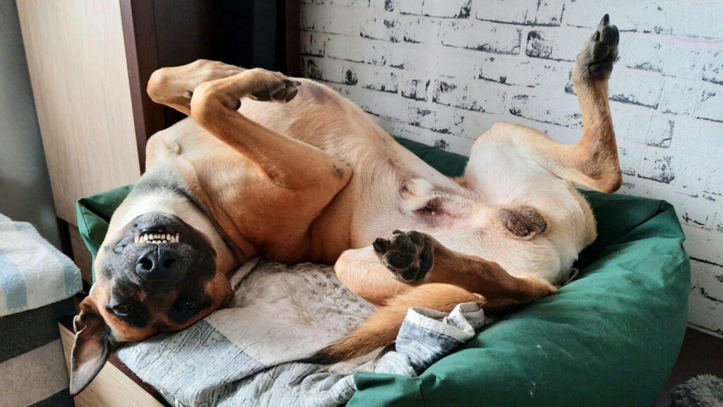 Malinois leży na plecach na swoim posłaniu