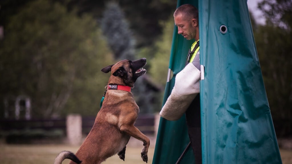 Malinois podczas osaczania i oszczekiwania w kryjówce