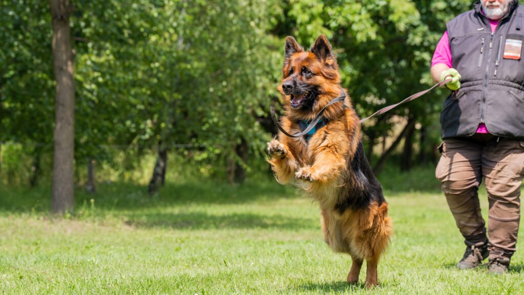 Owczarek niemiecki ciągnie właściciela na smyczy