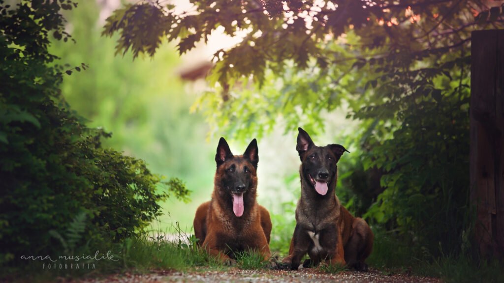 Dwa malinois leżą