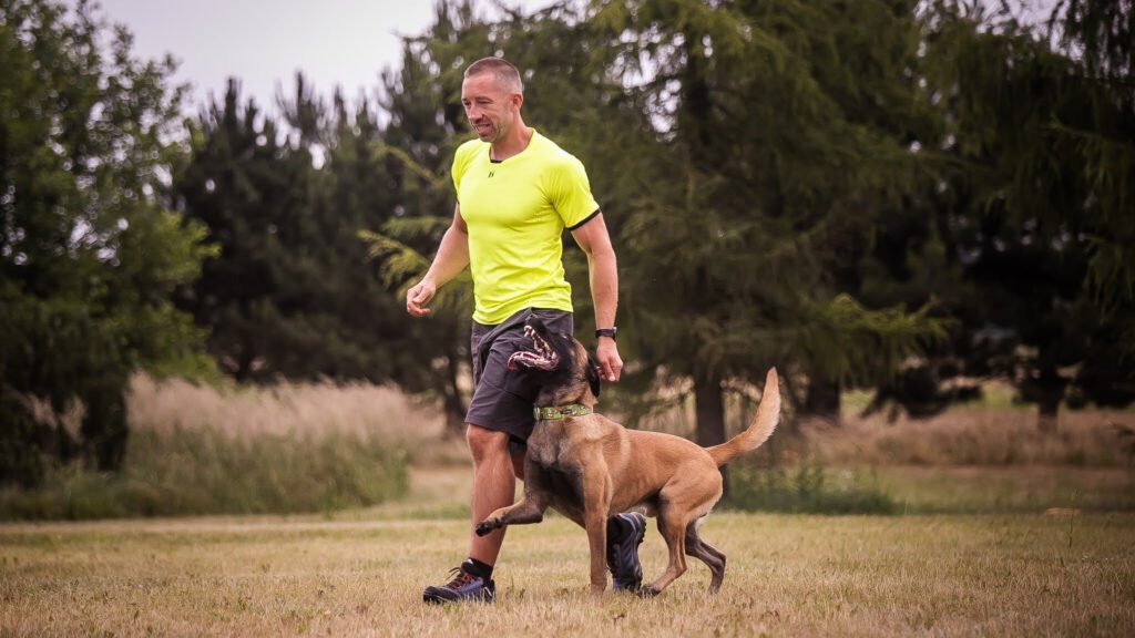 Malinois chodzi przy nodze na treningu