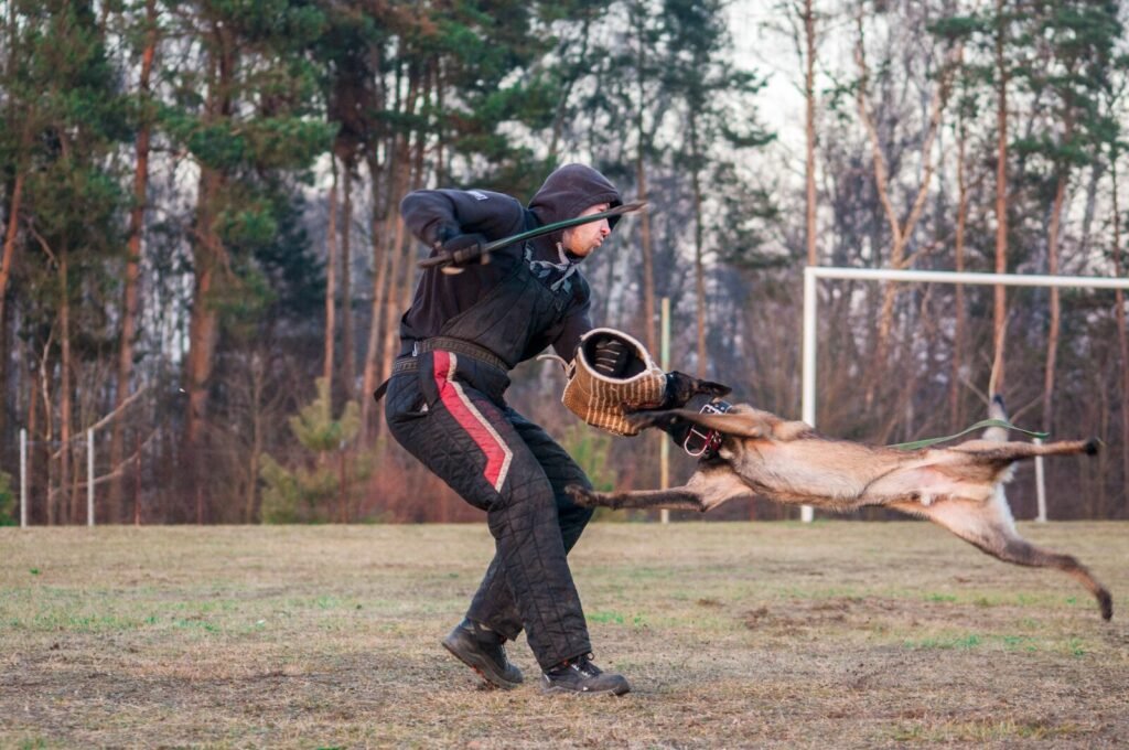 Malinois chwyta rękaw