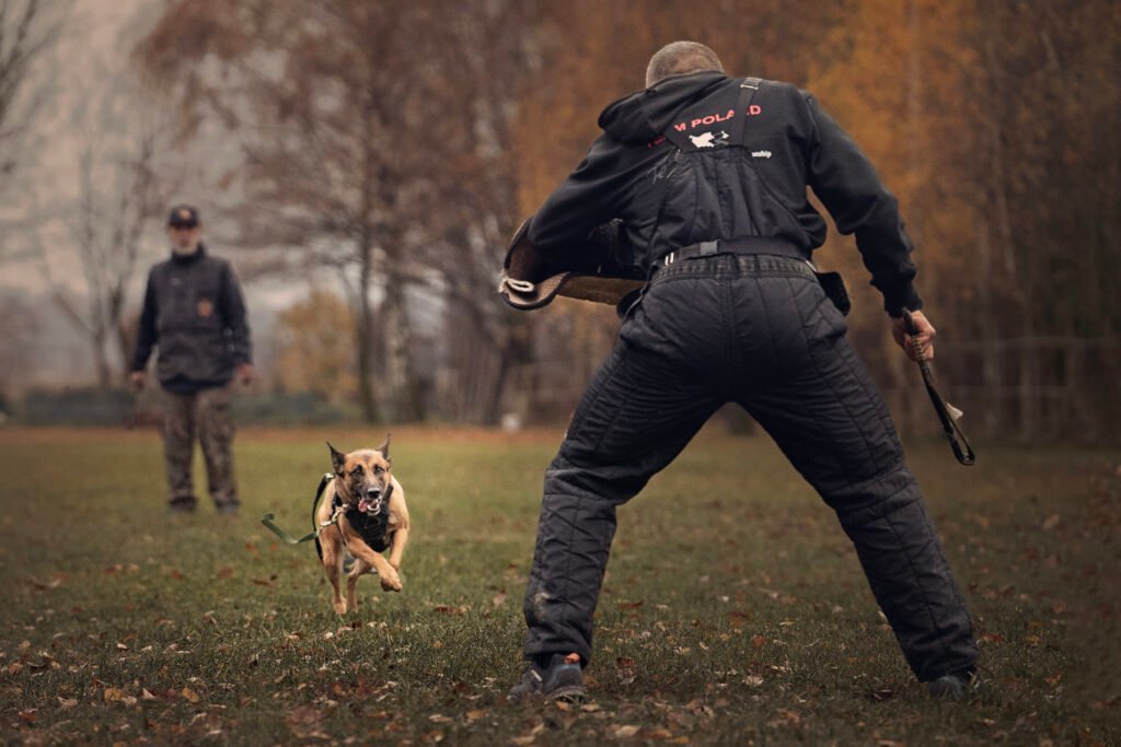 Malinois na obronie IGP