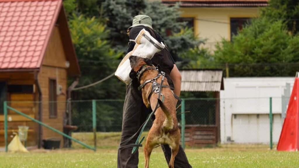 Malinois walczy z pozorantem podczas obrony IGP