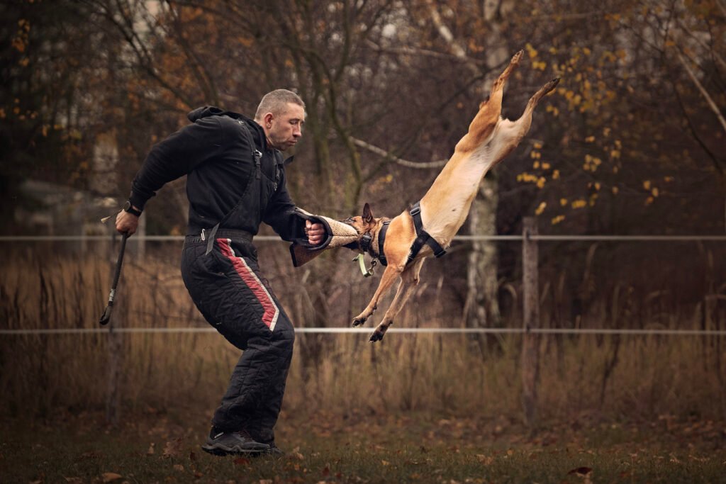 Malinois podczas obrony IGP